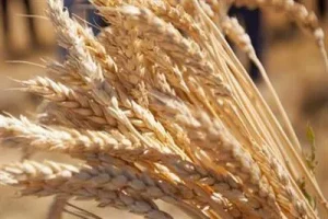 Armenian bread. Lavash